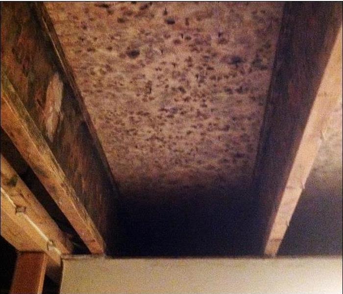 spotted sheathing and joists with mold growth