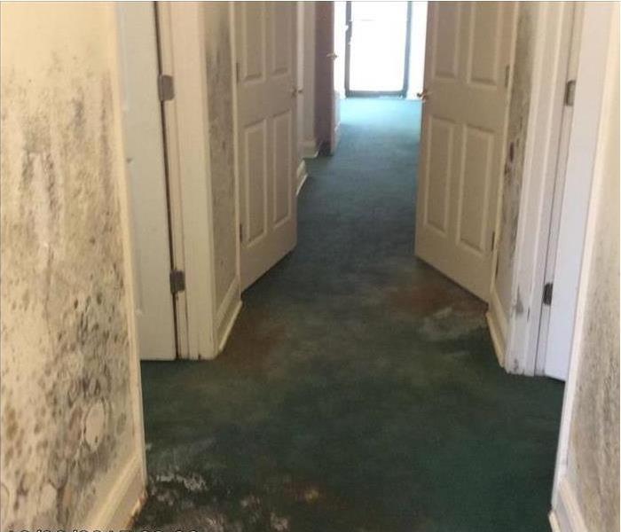 mold-infested surfaces and green carpet