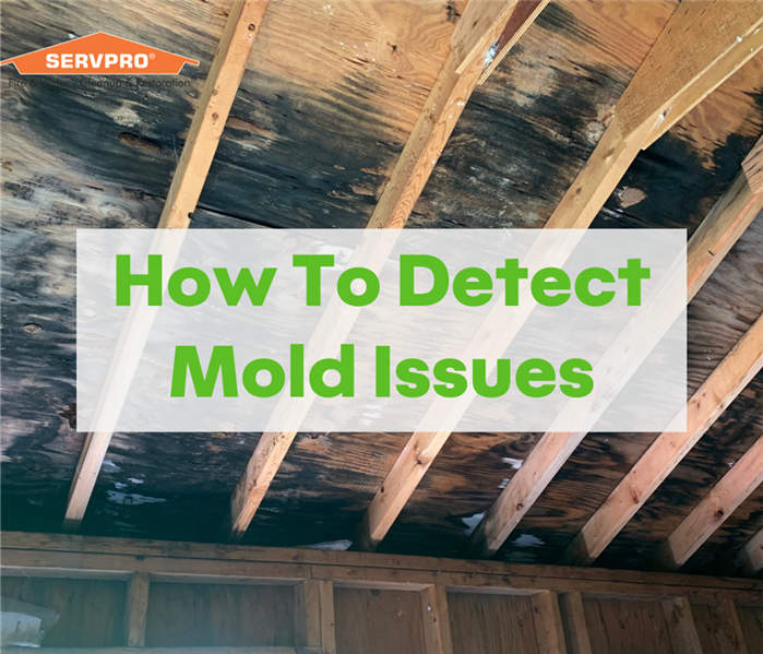 Mold Build Up on Ceiling